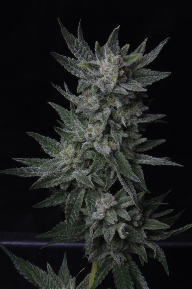 T.H. Seeds Auto Bubblegum samonakvétací semena