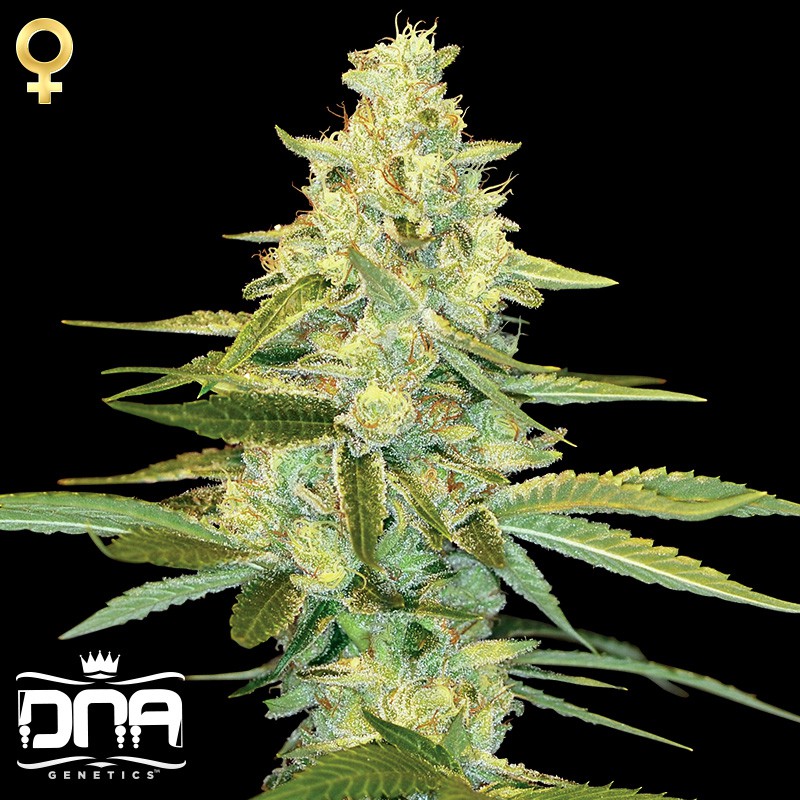 Cannalope Kush - 3 ks feminizovaných semínek DNA Genetics
