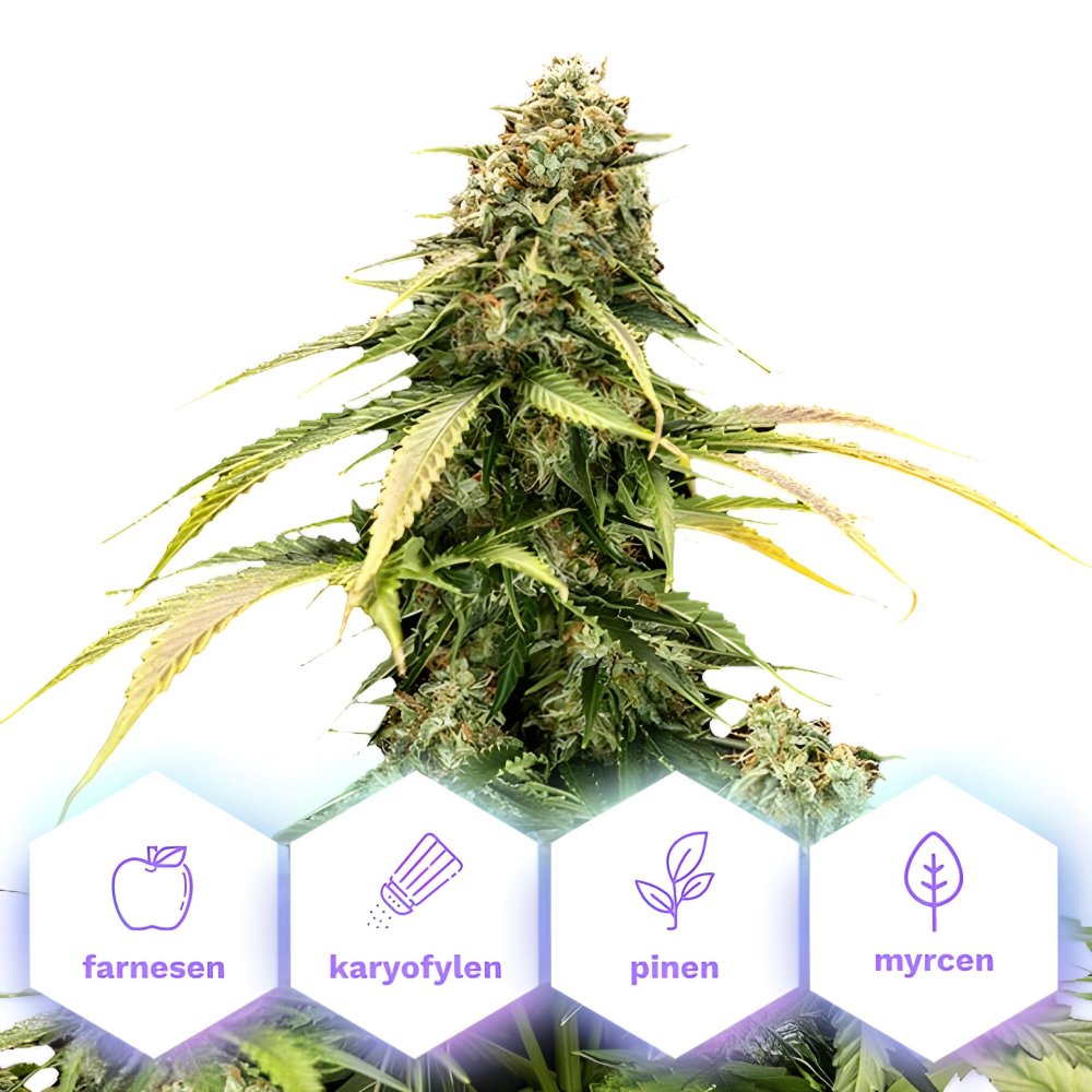 Epsilon F1 - autoflowering semena 10 ks Cannapio