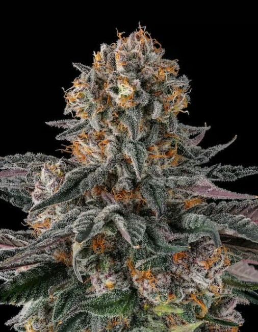 Paradise Seeds x Compound Genetics Orange Moon feminizovaná semena, 3 ks