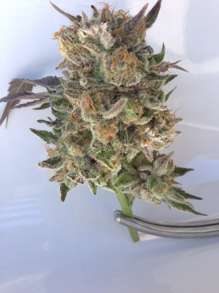 Grand Daddy Genetics Phantom Cookies regulérní semena