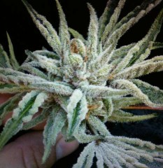 Cali Connection Buddha Tahoe OG feminizovaná semena