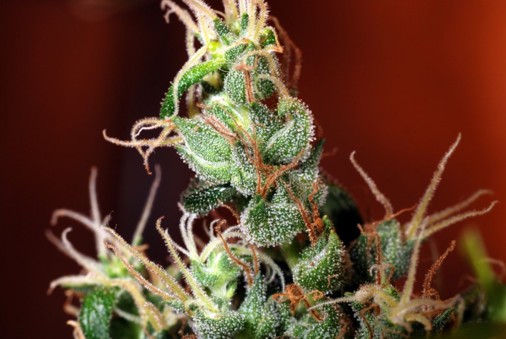 Kaliman Seeds Nitro Express regulérní semena