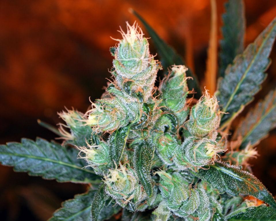 Kaliman Seeds Rockster's Cheese feminizovaná semena