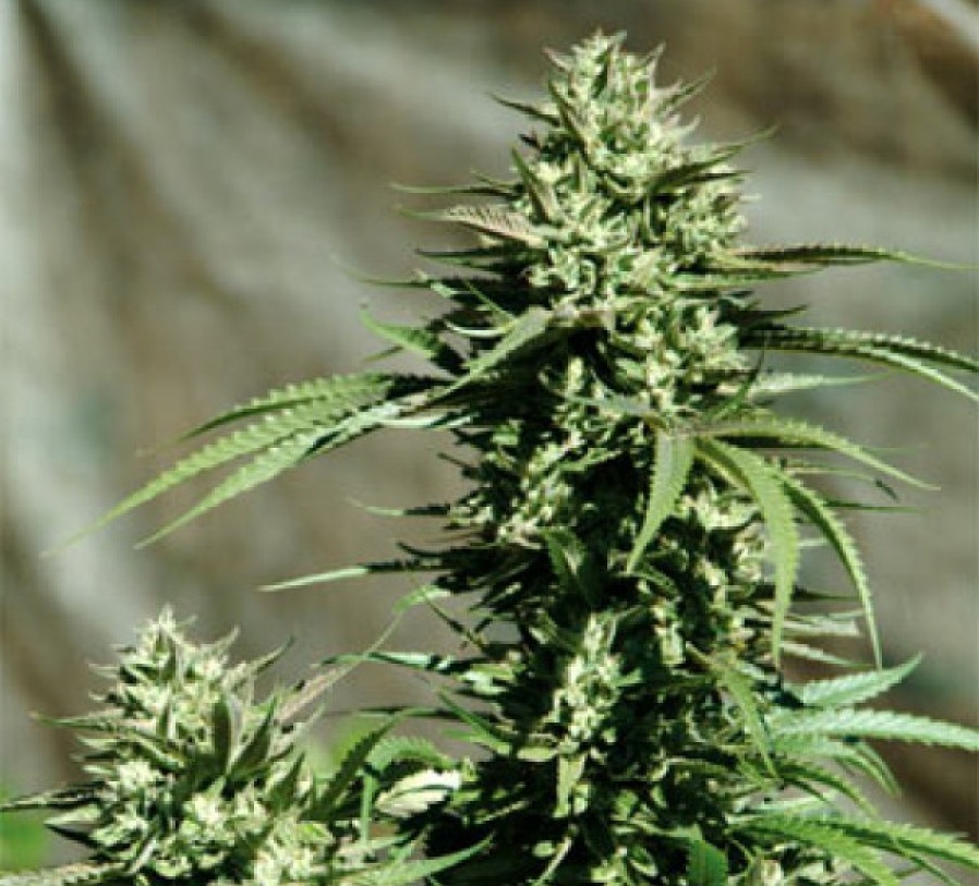 Emerald Triangle California Wildfire feminizovaná semena