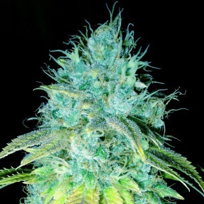 Emerald Triangle Sour Puss feminizovaná semena