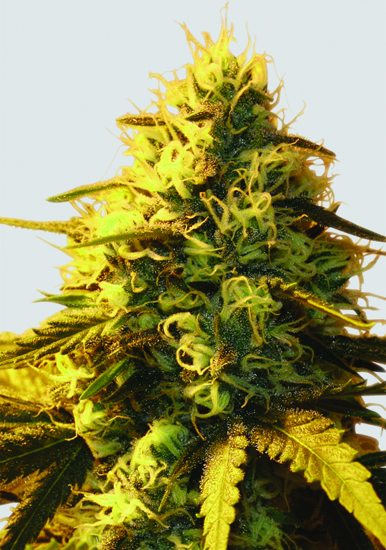 Nirvana Seeds Papaya regulérní semena