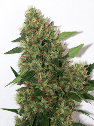Mandala Seeds Chill OM regulérní semena