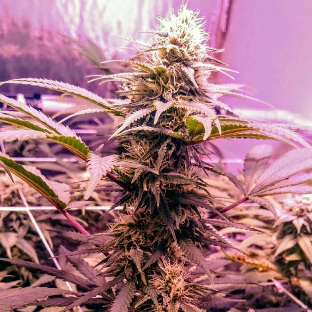 Holy Smoke Seeds Banana Diesel feminizovaná semena