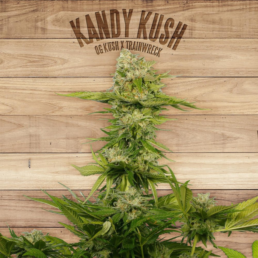 The Plant Organic Seeds Kandy Kush feminizovaná semena