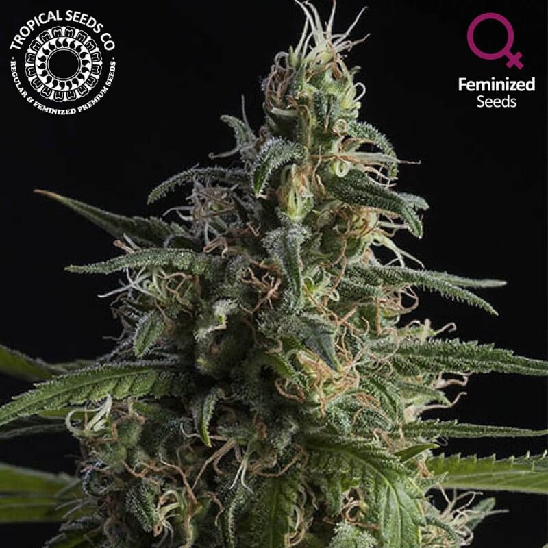 Tropical Seeds Durand's Herald Kush feminizovaná semena