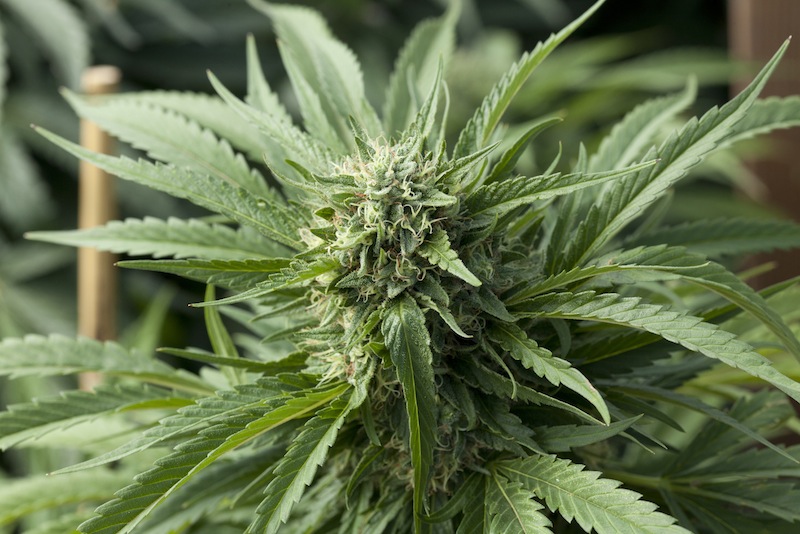 Emerald Triangle Blueberry Headband regulérní semena