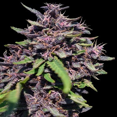 Ace Seeds Panama x PCK feminizovaná semena