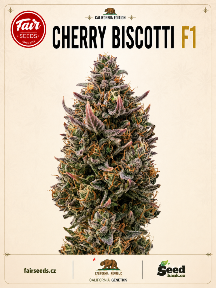 Fair Seeds Cherry Biscotti F1 feminizovaná semena