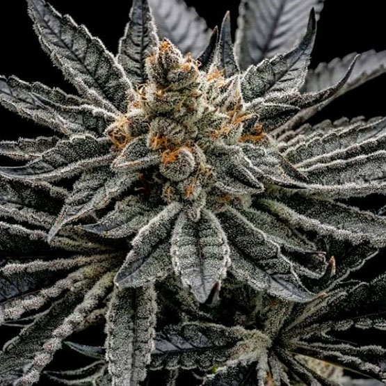 Ethos Genetics End Game R2 feminizovaná semena