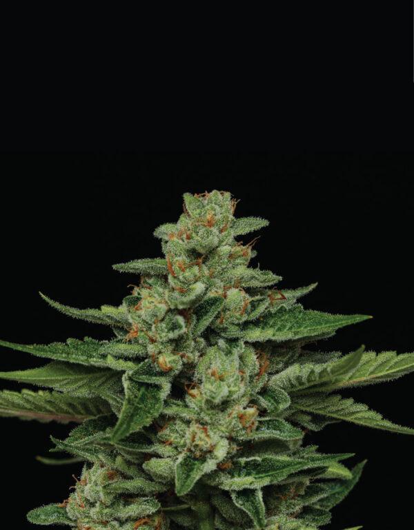 Humboldt Seed Company Fortune Cookie feminizovaná semena