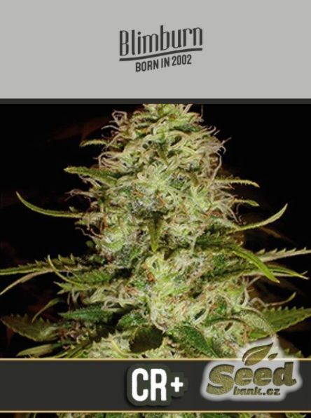 BlimBurn Seeds CR+ feminizovaná semena