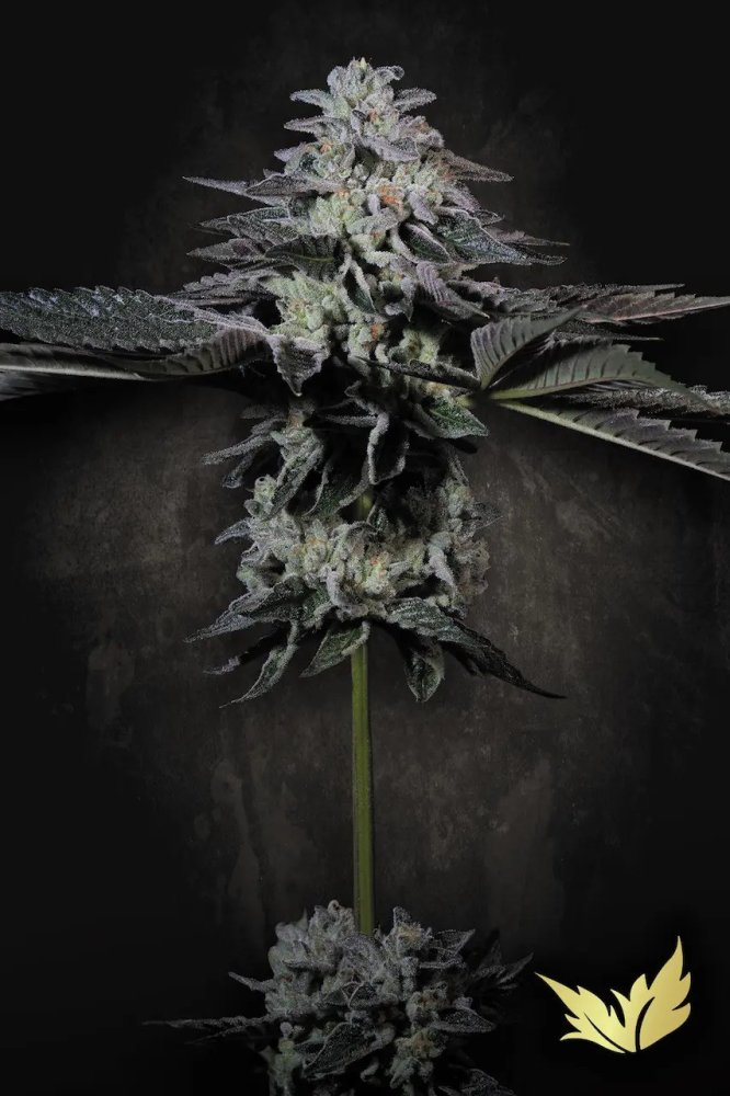 Paradise Seeds Tropicana Crush Limited Edition feminizovaná semena