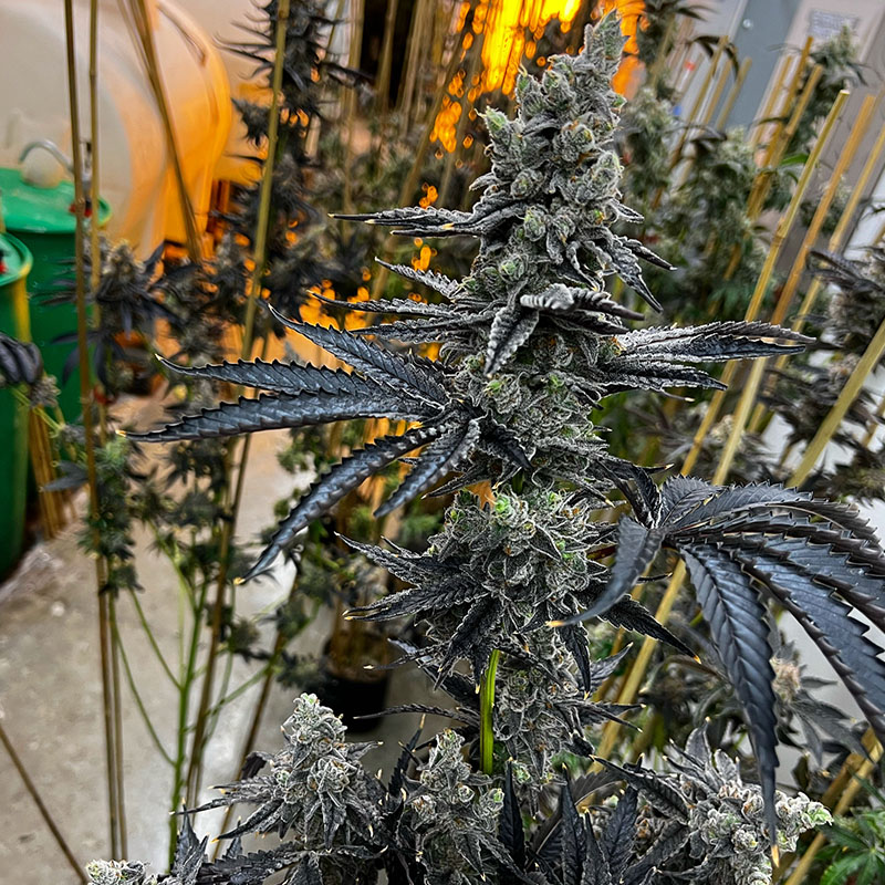 Exotic Genetix Dirty Bird feminizovaná semena