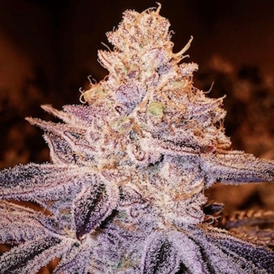 Ethos Genetics Peach Crescendo F1 regulérní semena
