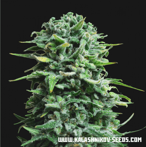 Kalashnikov Seeds Siberian Haze Auto samonakvétací semena
