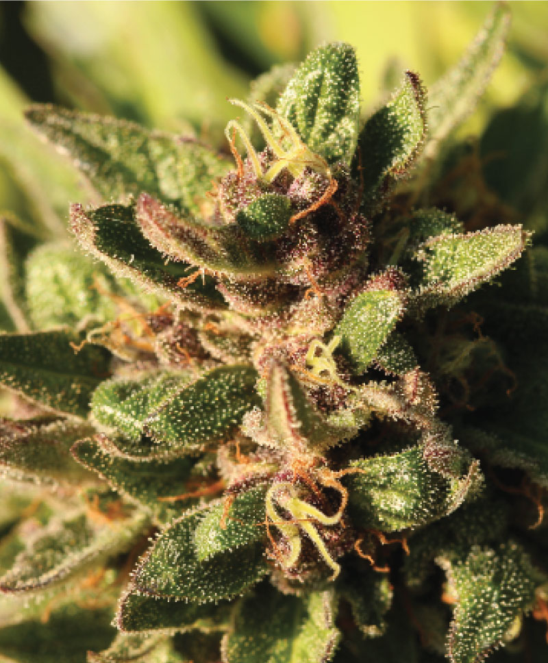 Humboldt Seed Company Pineapple Muffin regulérní semena