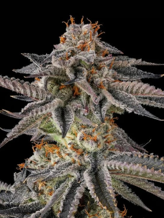Paradise Seeds x Compound Genetics JAHrassic feminizovaná semena, 3 ks