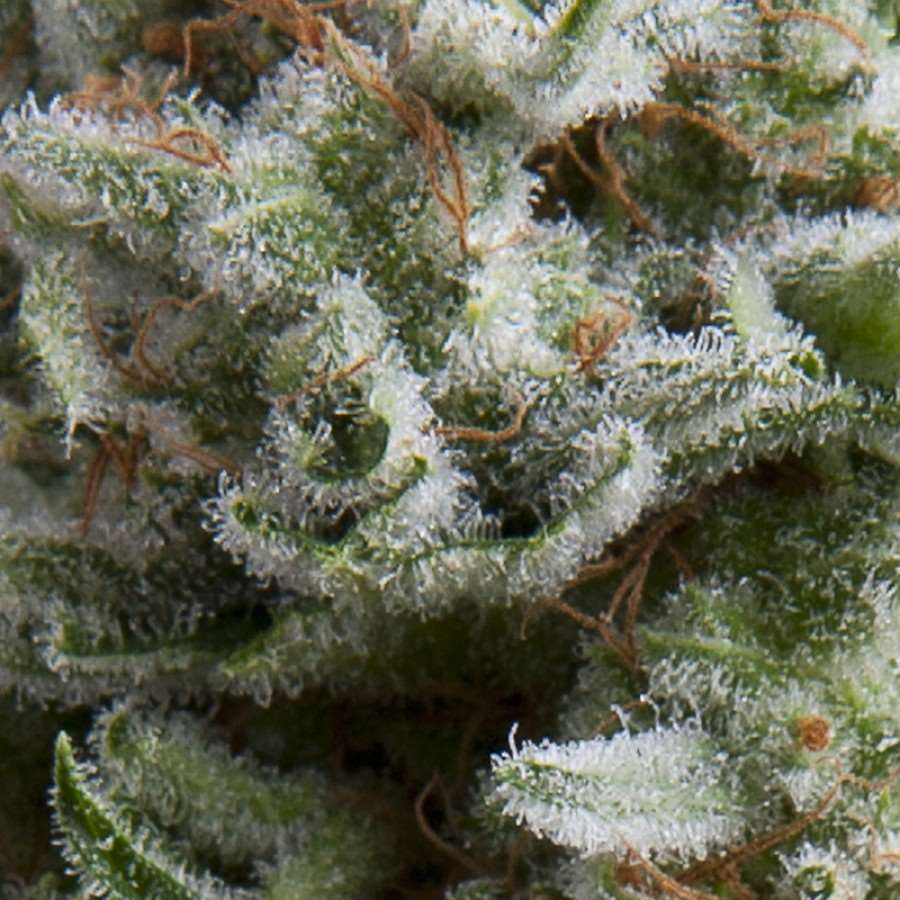 Pyramid Seeds Anesthesia Auto feminizovaná semena