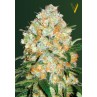 Victory Seeds Bubblegum + PRO Auto feminizovaná semena