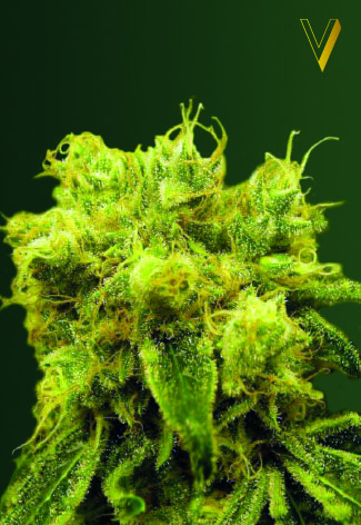 Victory Seeds Blow Dream feminizovaná semena