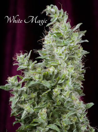 Mandala Seeds White Magic feminizovaná semena