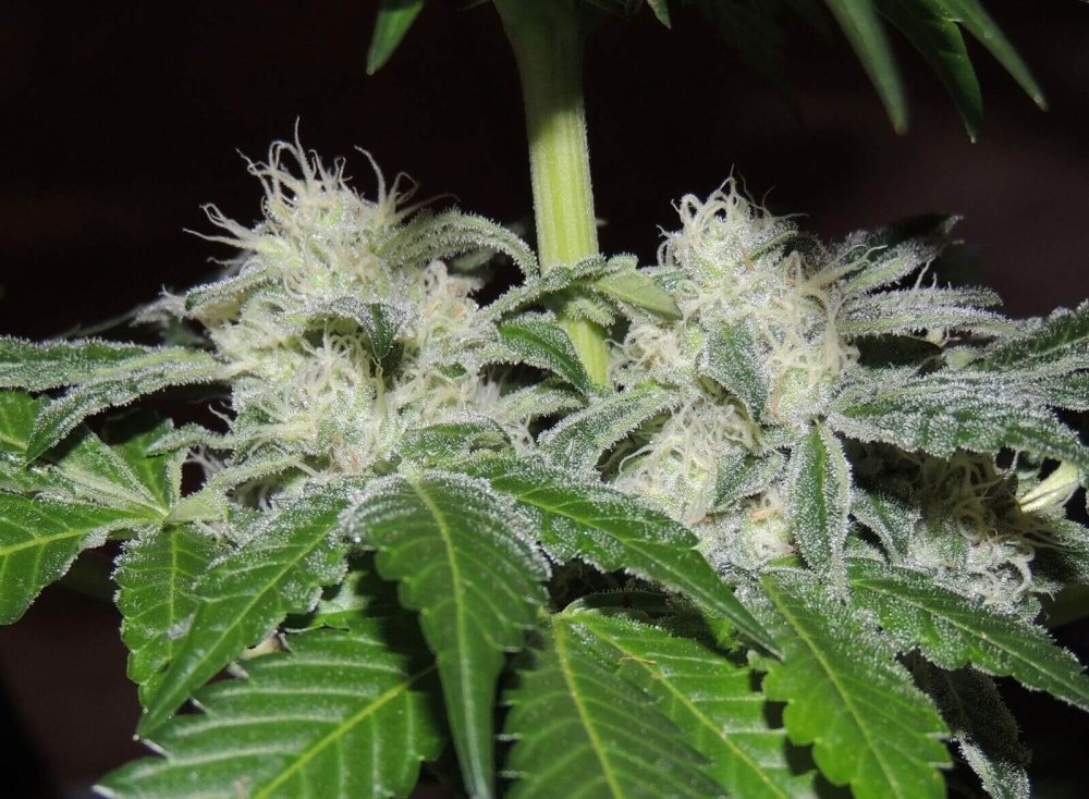 Karma Genetics Sour Power OG regulérní semena