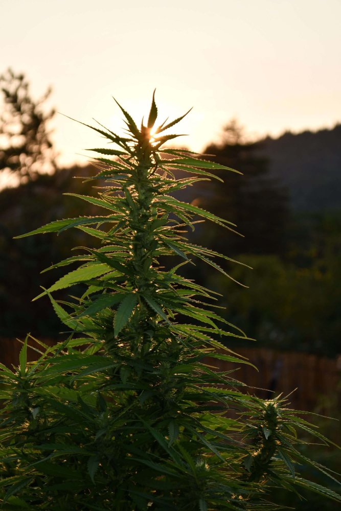 Emerald Triangle Sherbet Dip feminizovaná semena