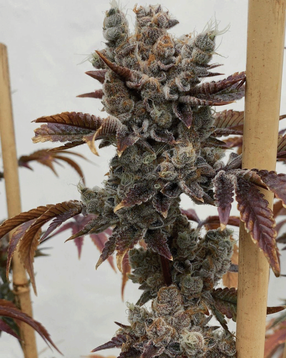 Solfire Gardens Baby Cakes feminizovaná semena, 6 ks