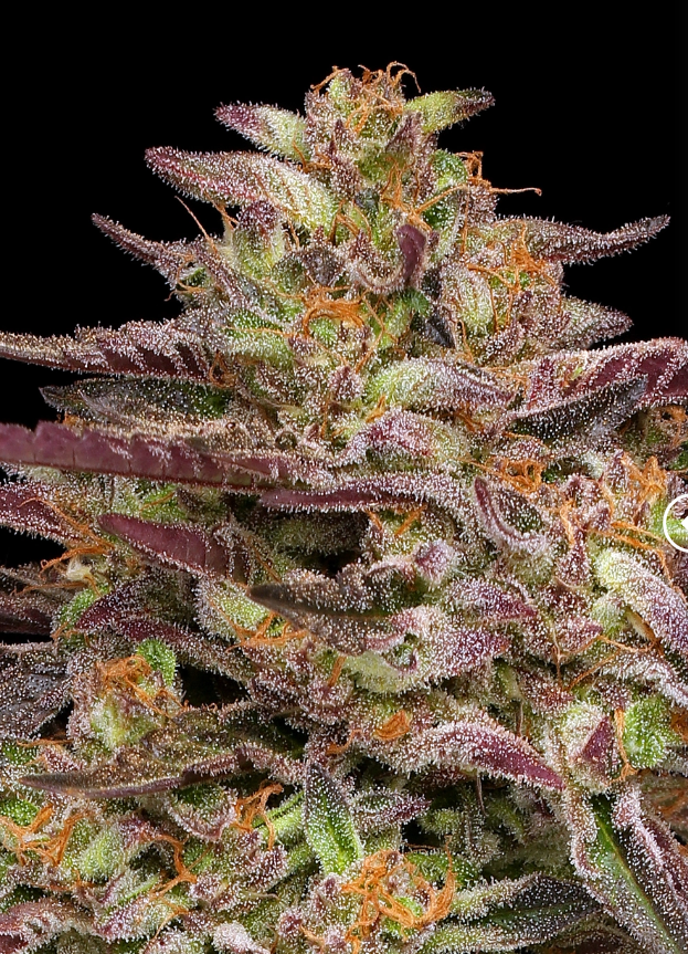 Humboldt Seed Company COB Salad feminizovaná semena