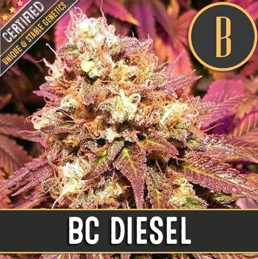 BlimBurn Seeds BC Diesel feminizovaná semena