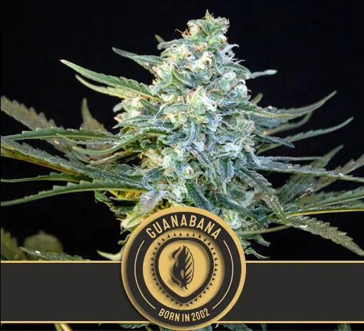 BlimBurn Seeds Guanabana feminizovaná semena