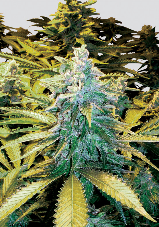 Nirvana Seeds Snow White regulérní semena