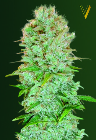 Victory Seeds Critical feminizovaná semena