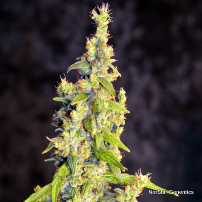 Norstar Genetics Chelumbian regulérní semena