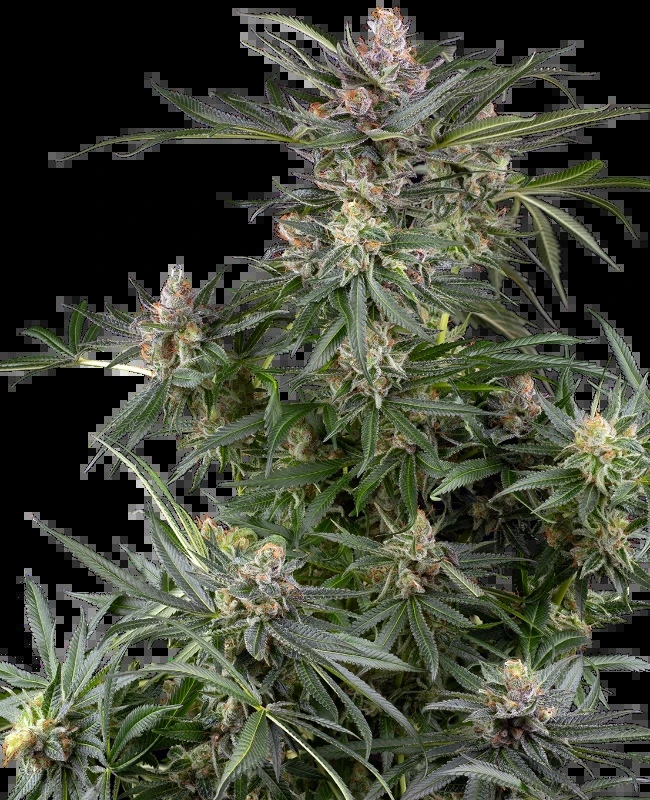 Sensi Seeds Dosimosa feminizovaná semena