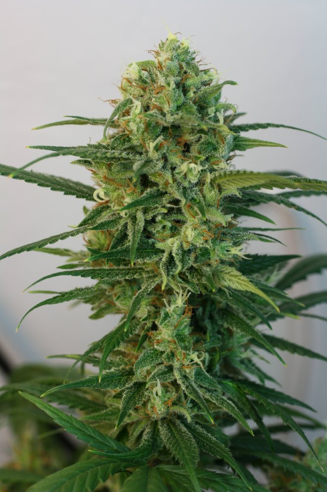 Ripper Seeds Toxic feminizovaná semena