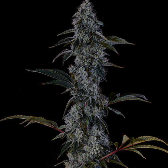 Ethos Genetics Zweet OG F2 regulérní semena
