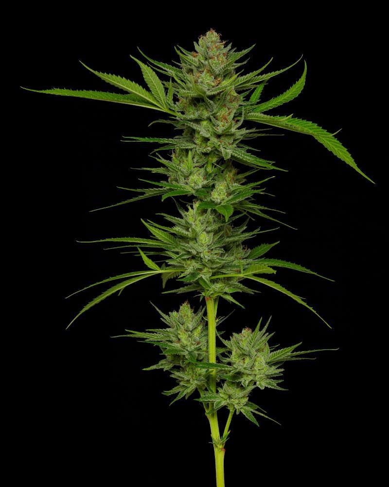 Humboldt Seed Company Slightly Stoopid Fruits feminizovaná semena
