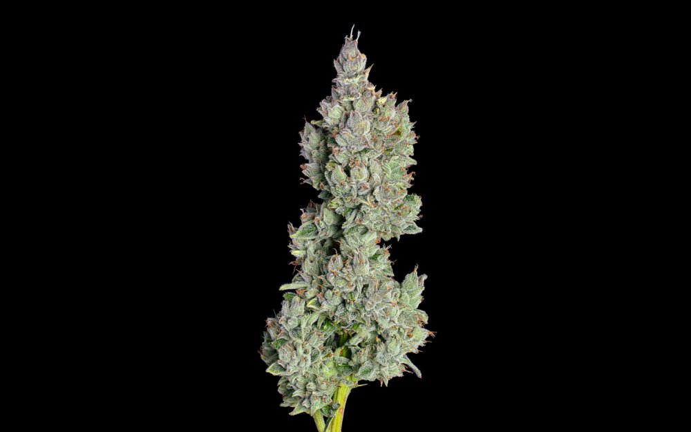 Happy Valley Pineapple Daddy Auto autoflowering semena