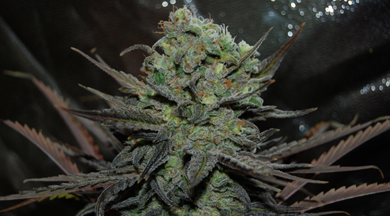 Delicious Seeds Eleven Roses Auto samonakvétací semena