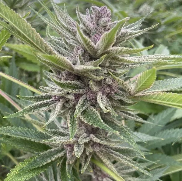 Big Mike's Genetics Trop Cherry Hydrox feminizovaná semena, 3 ks
