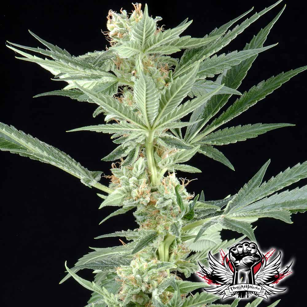 Big Bang 10 ks (Outdoor), feminizované semená Green House Seeds