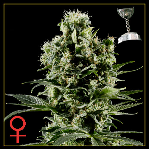 Himalaya Gold - semínka 5 ks (Outdoor), feminizovaná semínka Green House Seeds