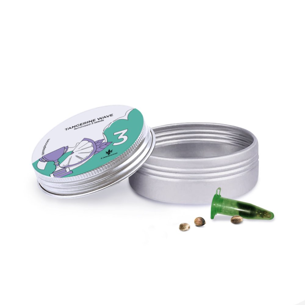 Tangerine Wave - feminizované semená 3 ks Cannapio